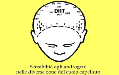 Cuoio capelluto e incidenza degli ormoni androgeni