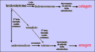 alopecia androgenetica femminile cause