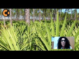 Serenoa Repens e capelli: intervista alla dott.ssa Giannatiempo